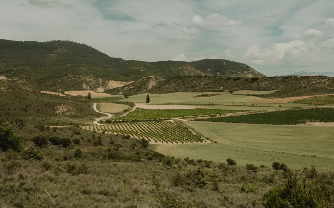 El encanto vinícola de la Baja Montaña navarra