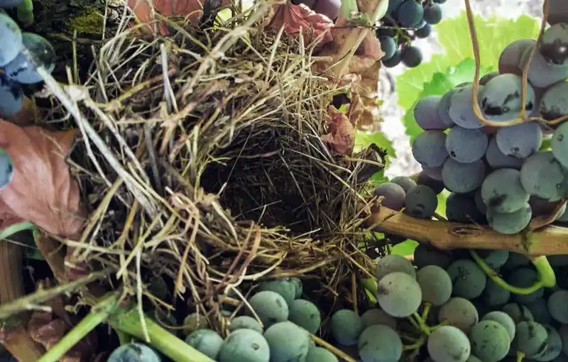 Vendimia Paraje de Guezari 2022