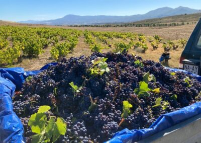 Vendimia Bodega Eslava