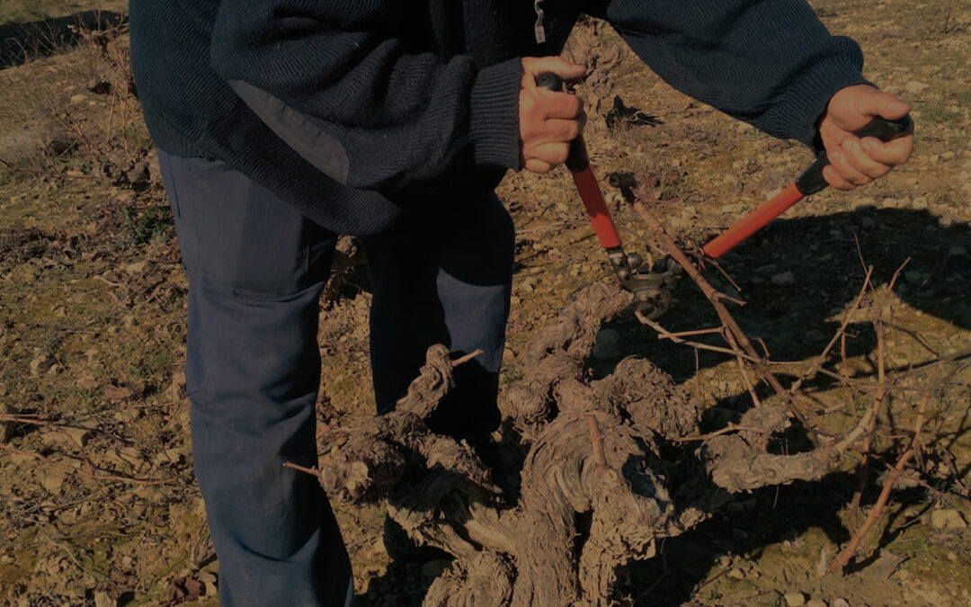 Es época de poda en Bodega Eslava