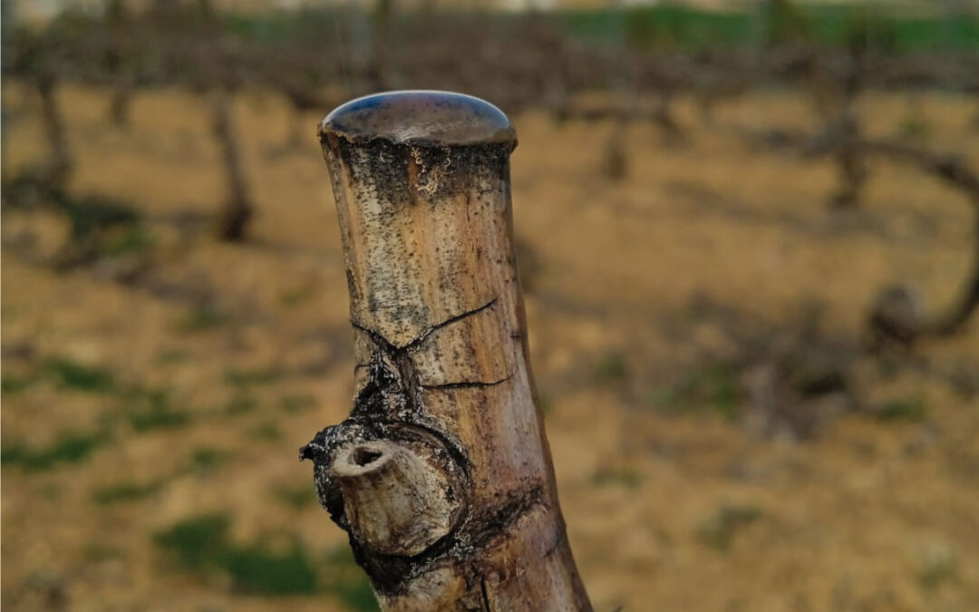 La viña en primavera: ¿qué es el lloro de la vid?