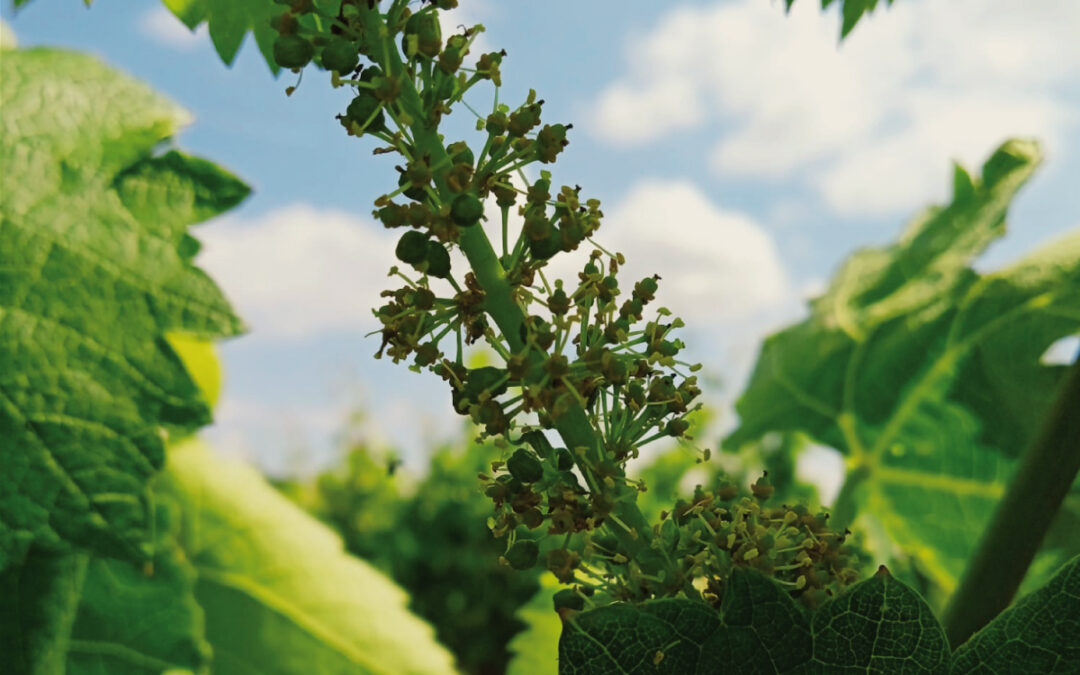 La floración en los viñedos de Bodega Eslava