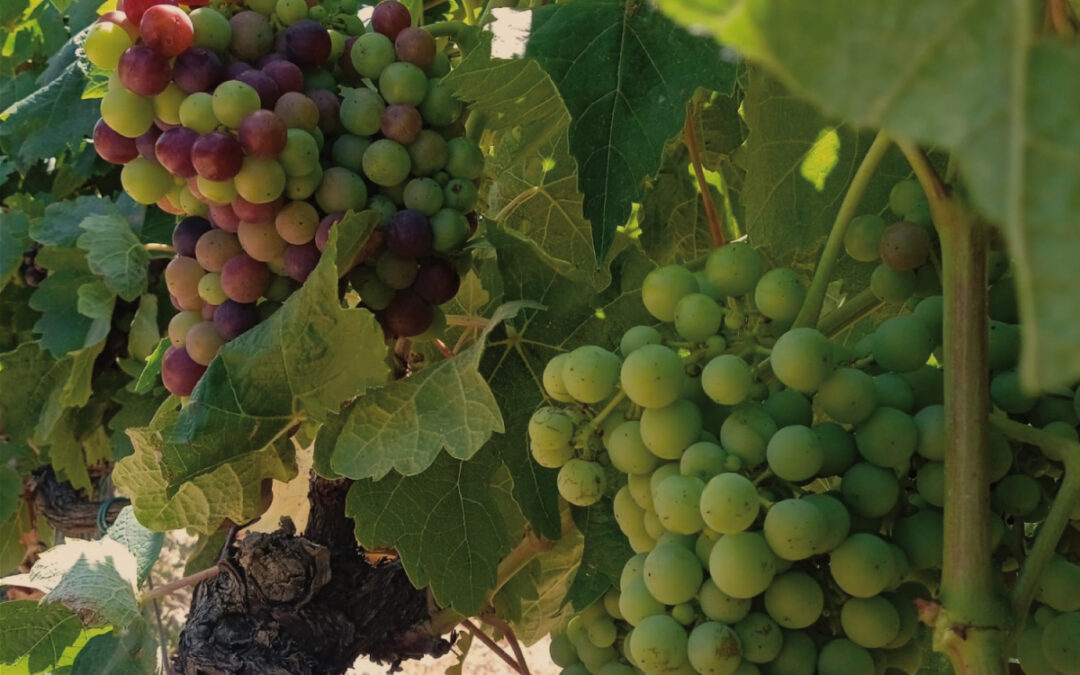 El envero: la mágica transformación de la uva