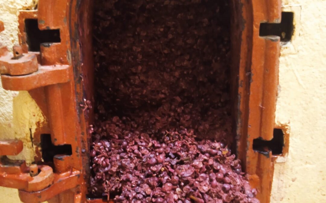 Una vendimia diferente en Bodega Eslava