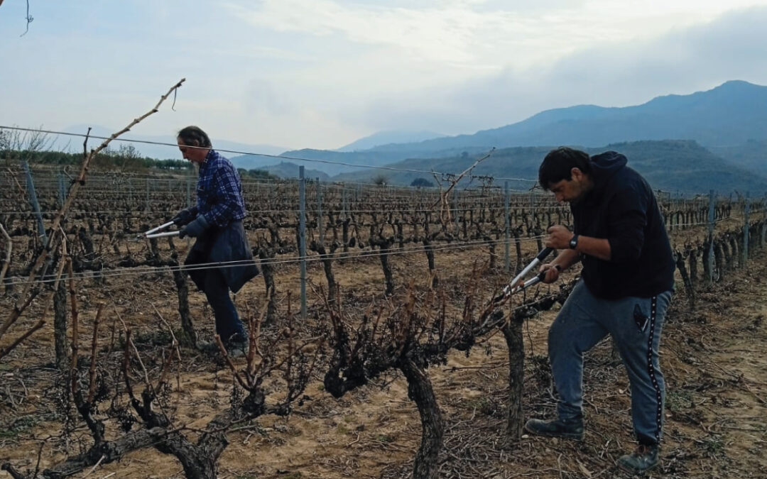 La poda de la vid: un nuevo comienzo para nuestros viñedos