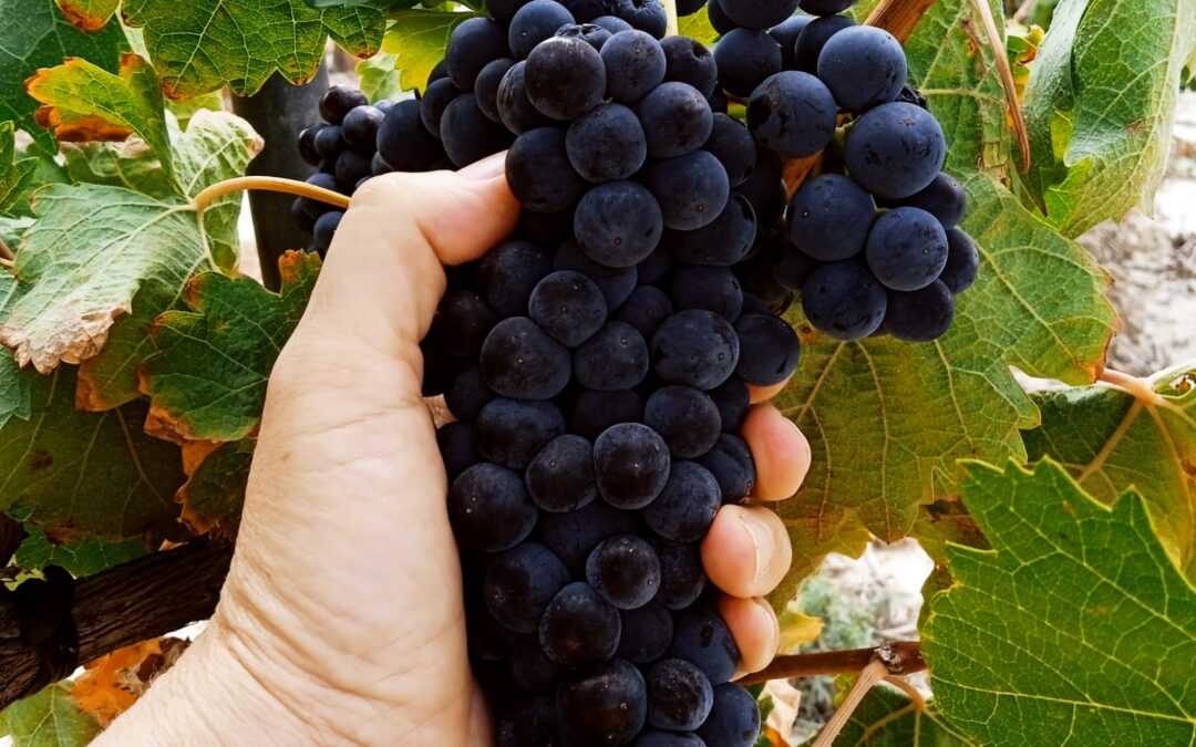 El Patrimonio Sensorial de Eslava