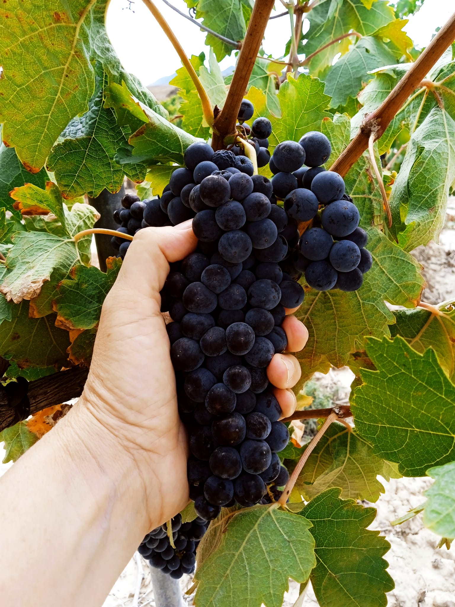 floración Bodega Eslava