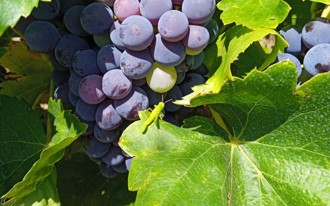 La garnacha, el tesoro centenario de Bodega Eslava