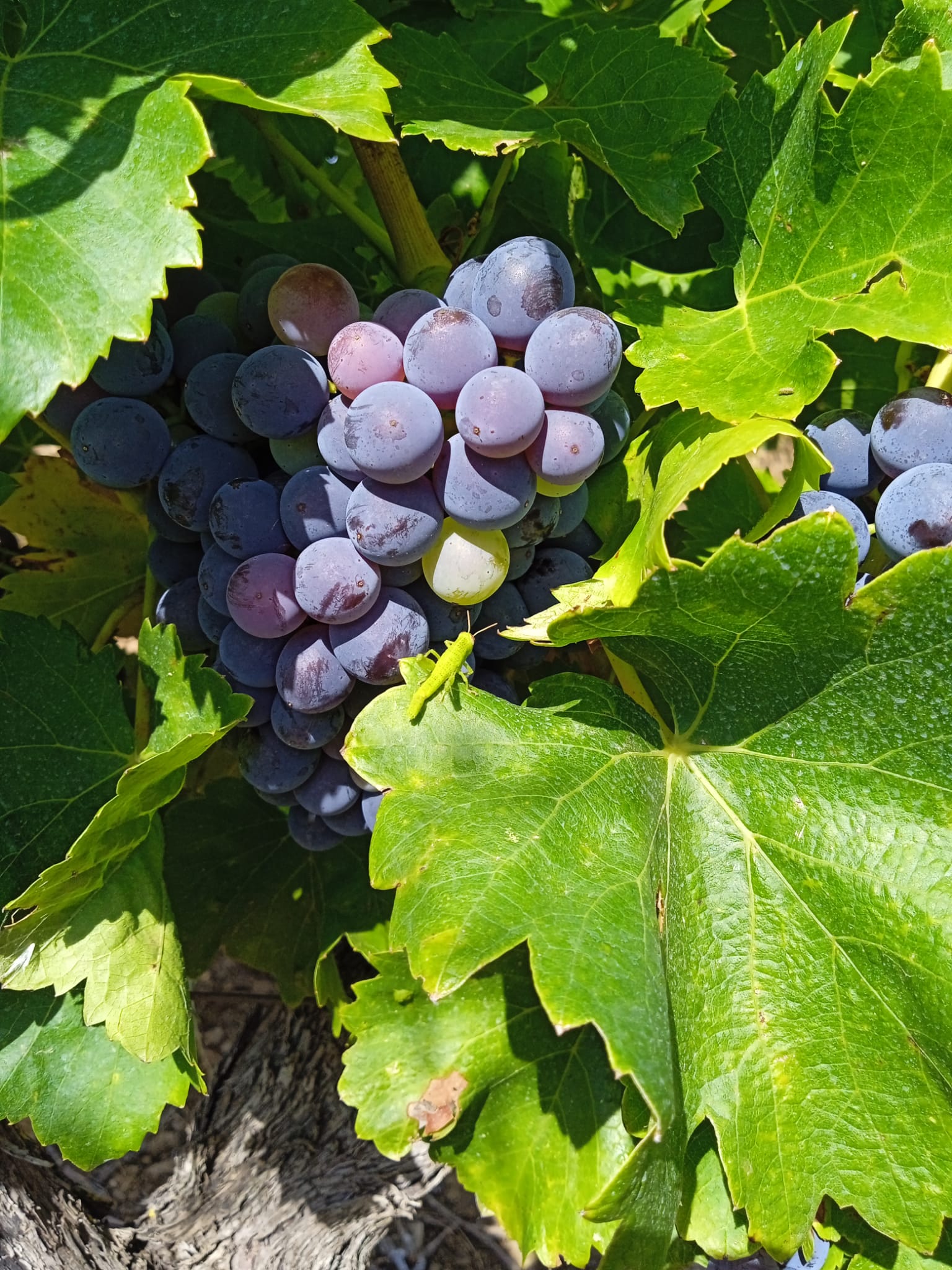 Vendimia Bodega Eslava