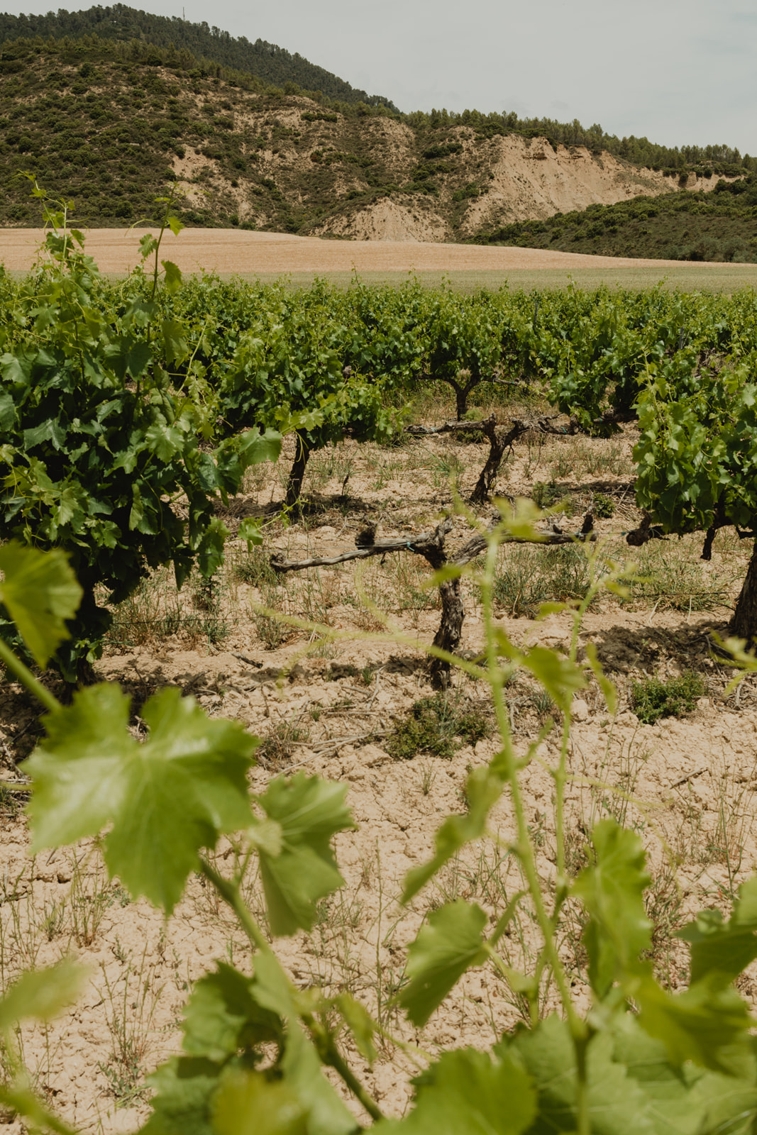 Brotes Bodega Eslava