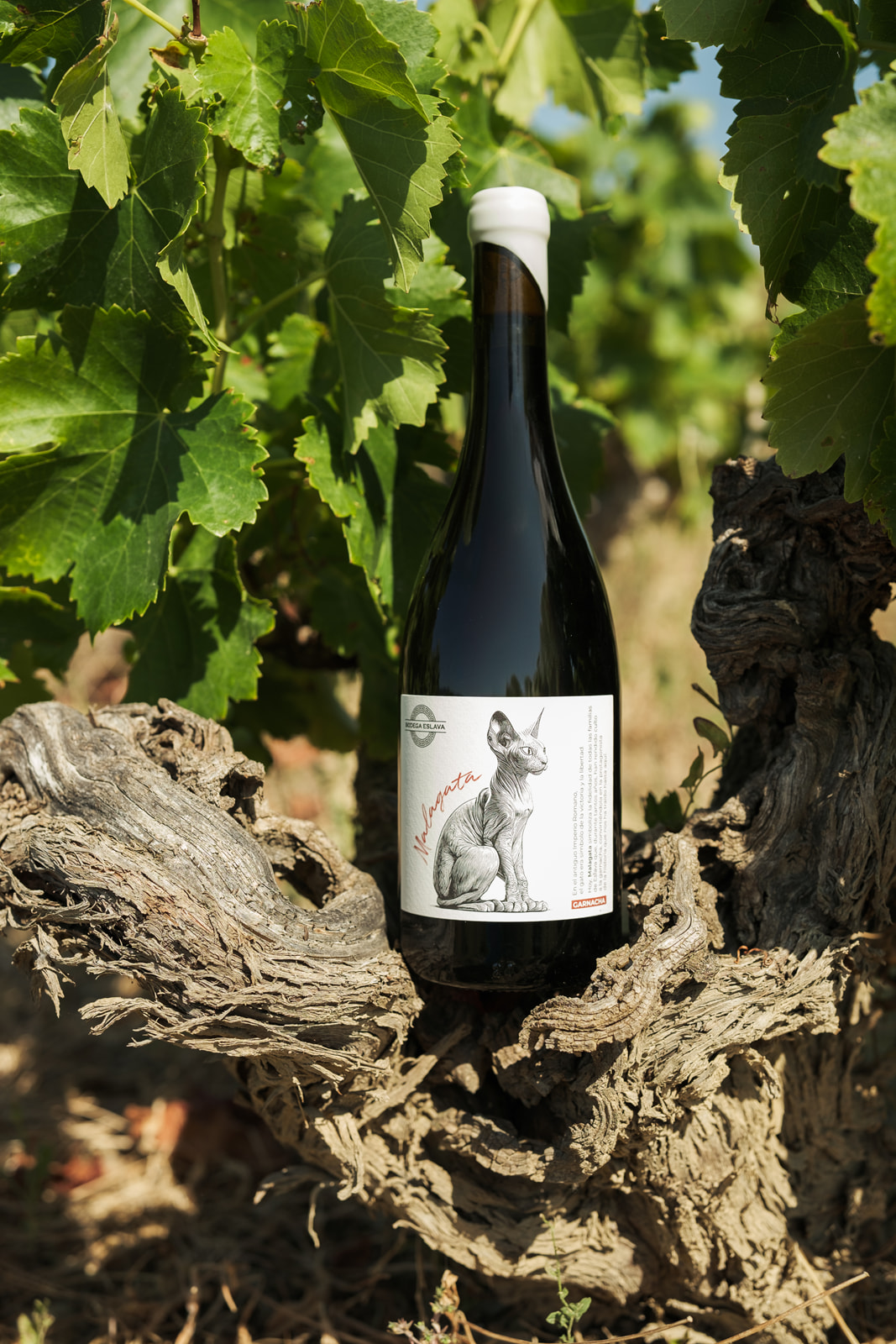 Vino Malagata